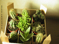 cactus pas feng shui