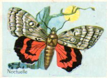 image papillon feng shui