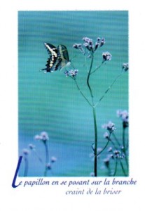 papillon Feng Shui